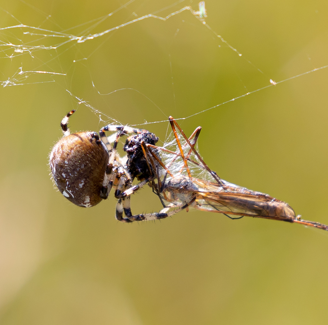 Kreuzspinne mit seinem Opfer (Libelle)