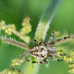 Kreuzspinne (oder nicht ?)