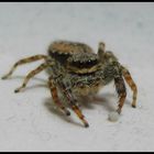 Kreuzspinne oder Springspinne oder einfach nur: Spinne