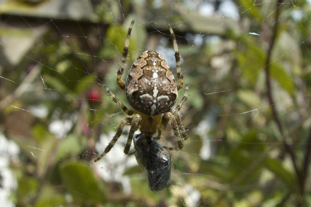 Kreuzspinne Spider