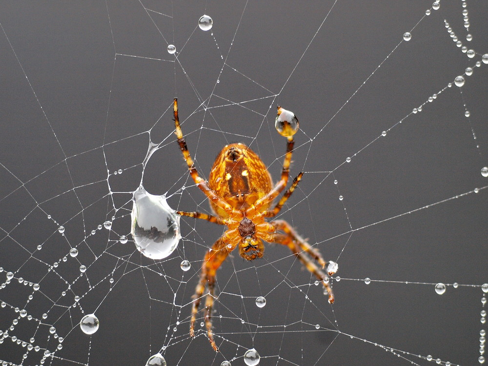 Kreuzspinne und ihr Netz haben den Regenguss überstanden.