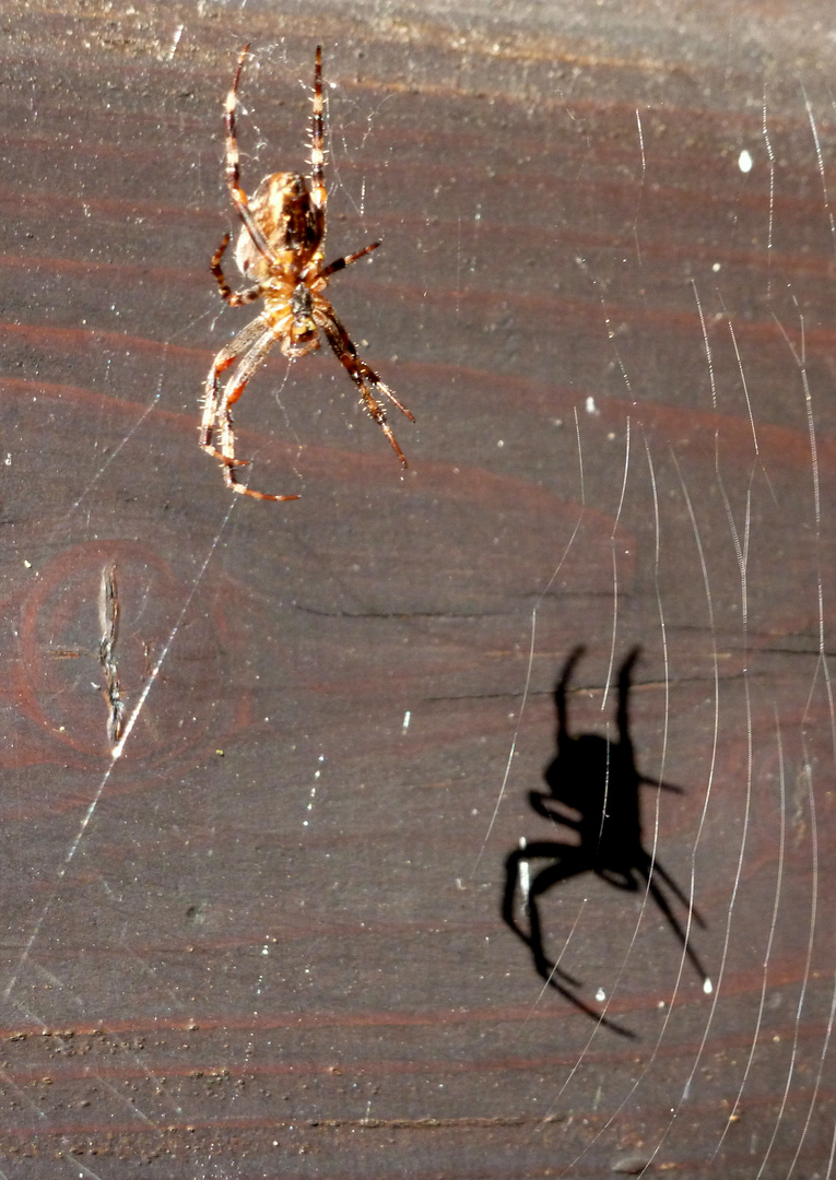 Kreuzspinne und ihr Schatten