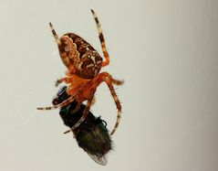 Kreuzspinne verspeist eine Fliege