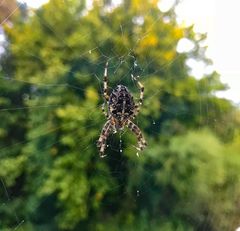 Kreuzspinne vor dem Fenster