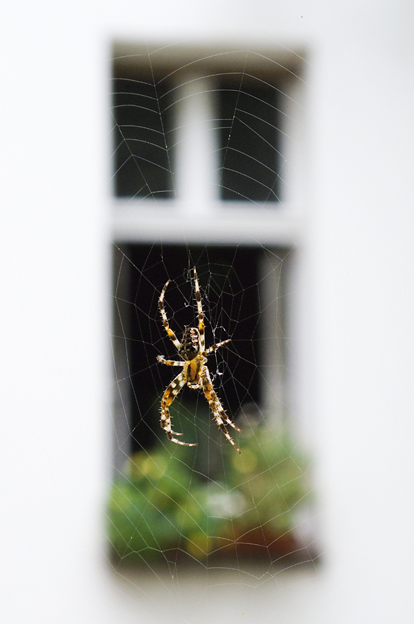 Kreuzspinne vor Fenster