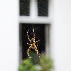 Kreuzspinne vor Fenster