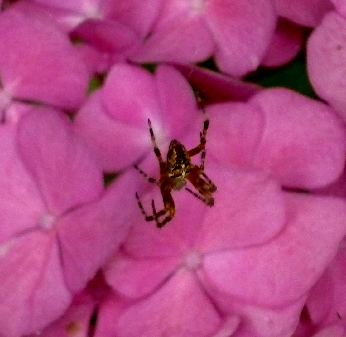 Kreuzspinne vor Hortensie