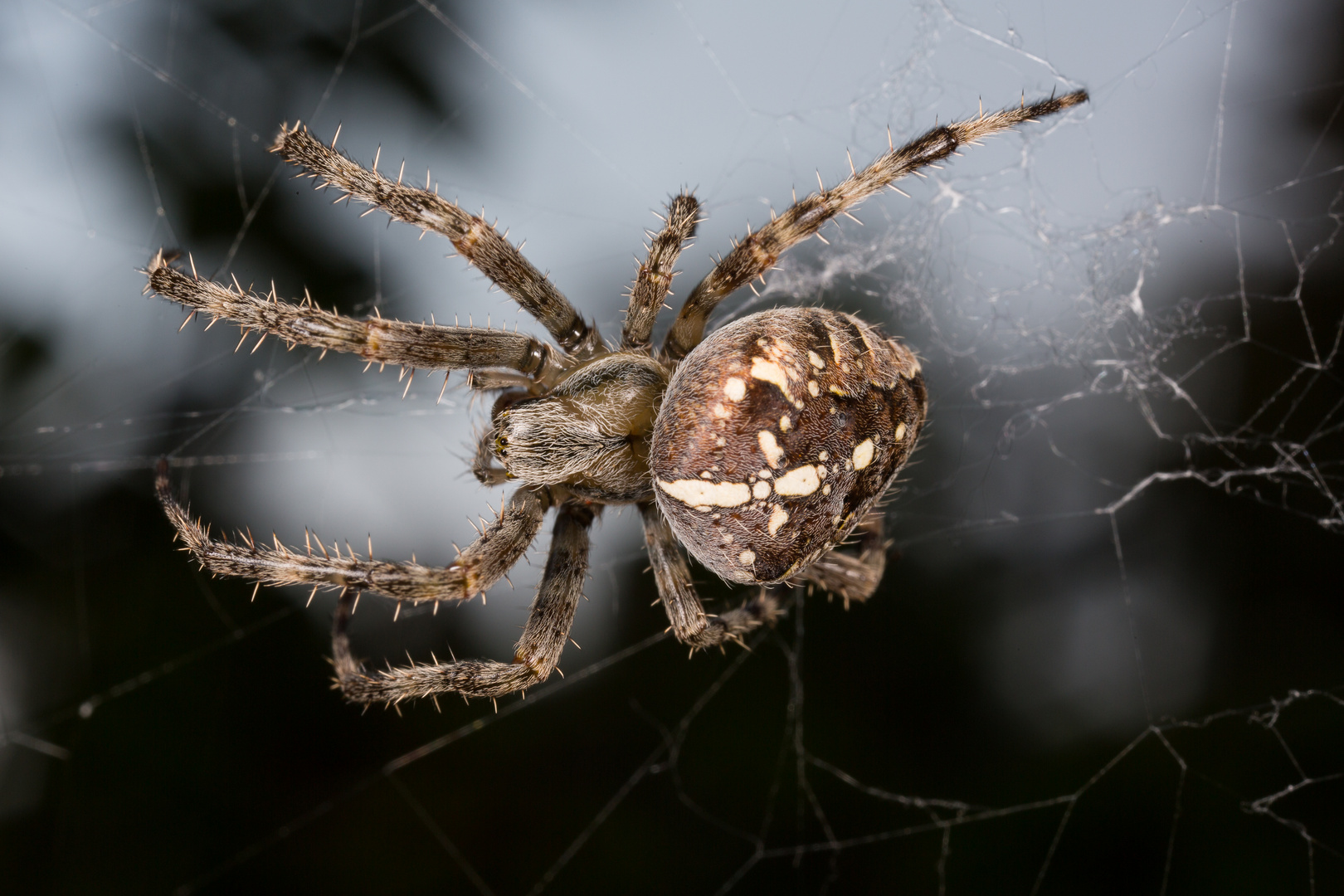 Kreuzspinne wartet in Ihrem Netz auf Beute