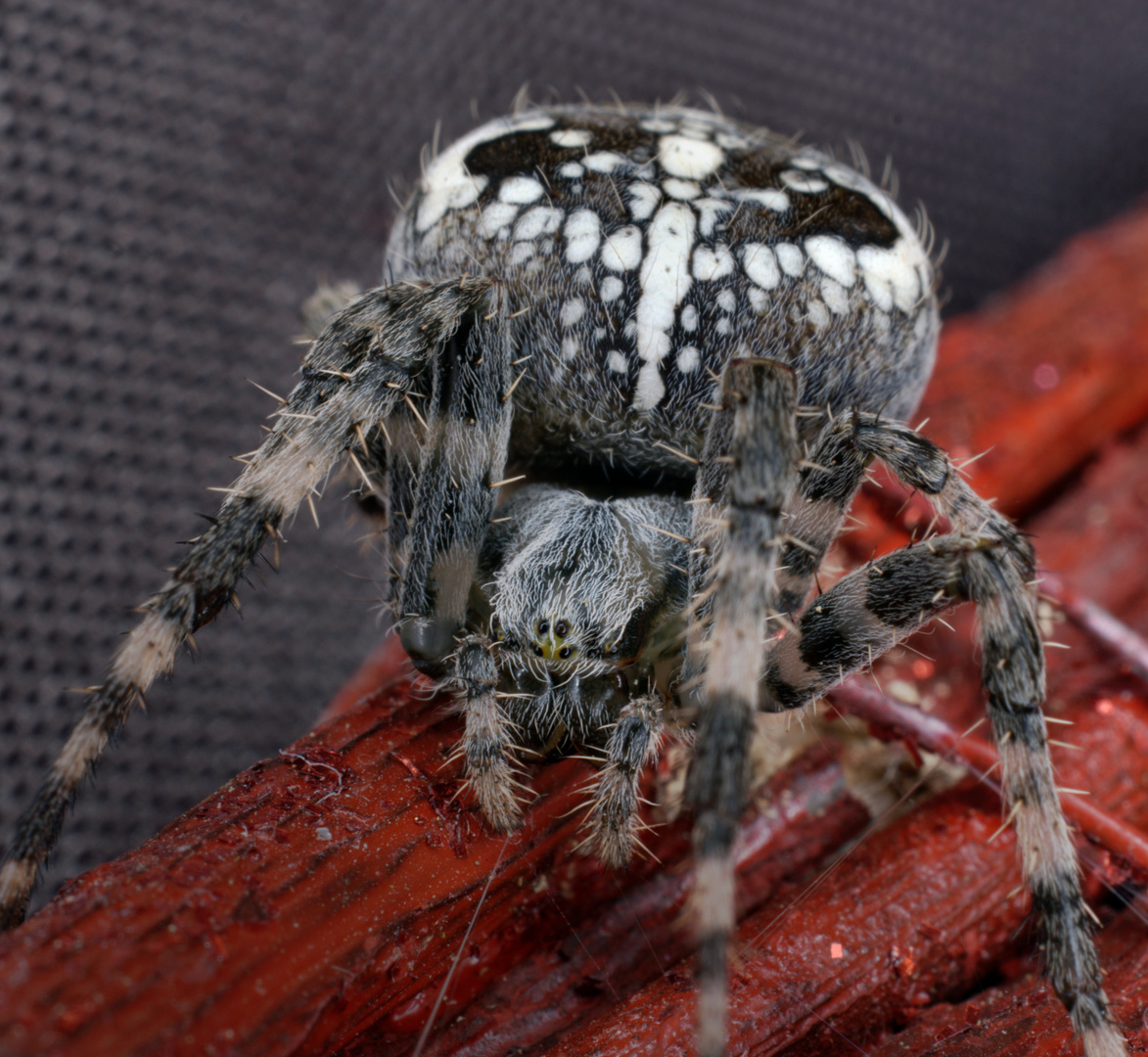 Kreuzspinne Weibchen