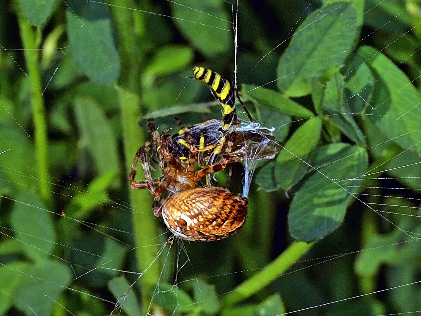 Kreuzspinne wickelt ihren Fang ein......(Bild 1)