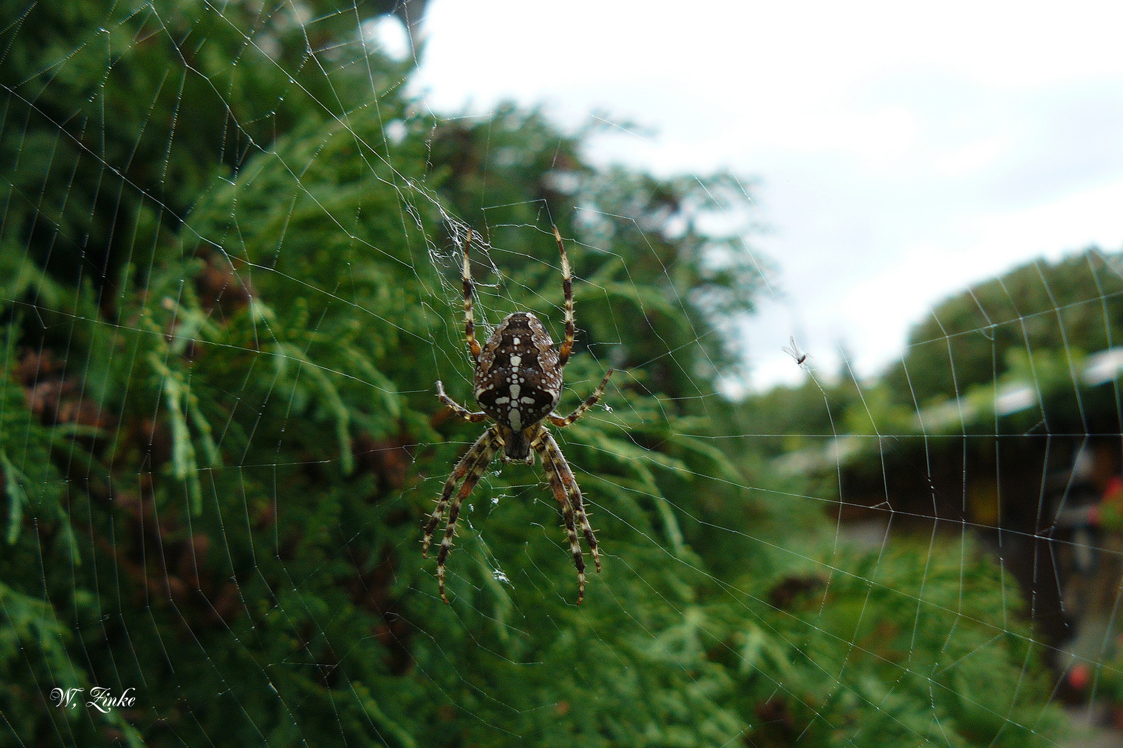 Kreuzspinnen im Garten Foto & Bild tiere, natur Bilder auf
