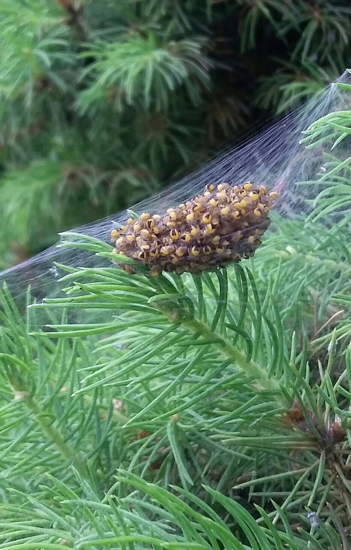 Kreuzspinnen-Nest