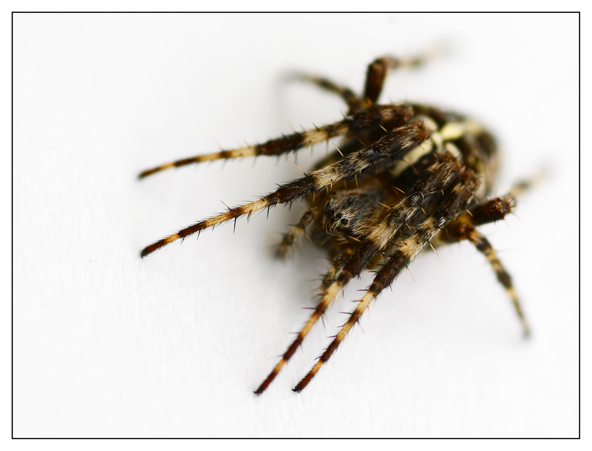 ...Kreuzspinne...oder ...Araneus daiadematus...