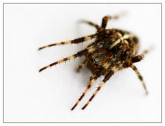 ...Kreuzspinne...oder ...Araneus daiadematus...