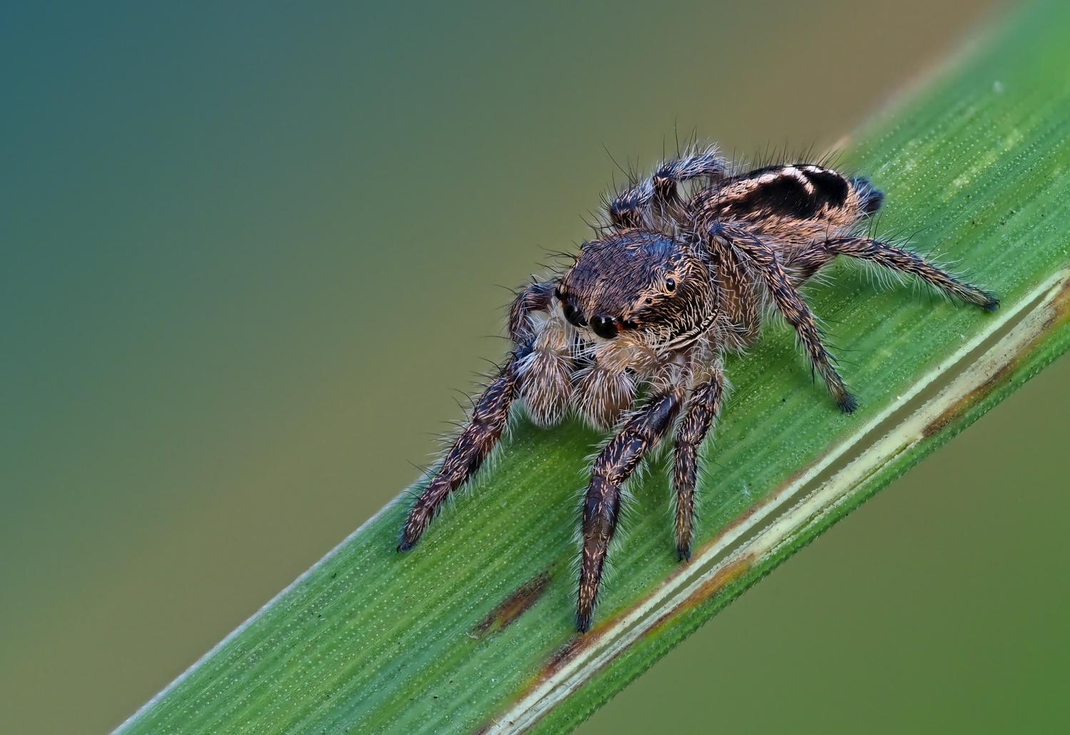 Kreuzspringspinne (Pellenes tripunctatus)