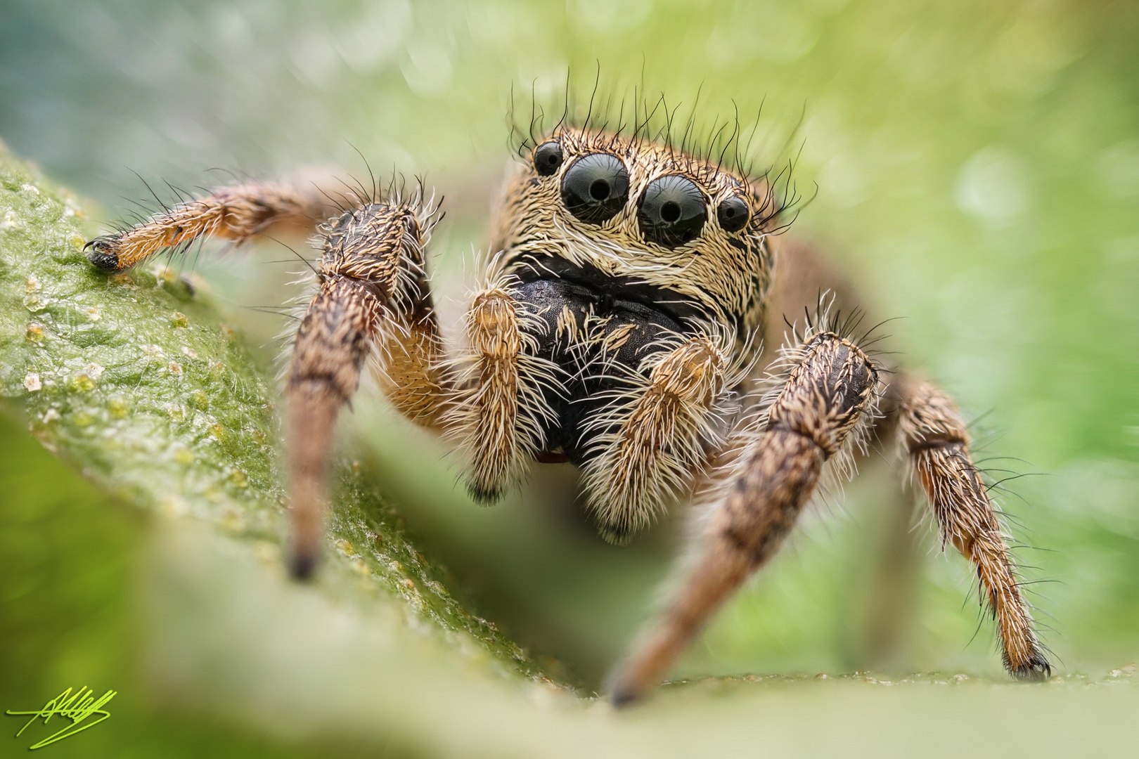 Kreuzspringspinne Weibchen (Pellenes tripunctatus)