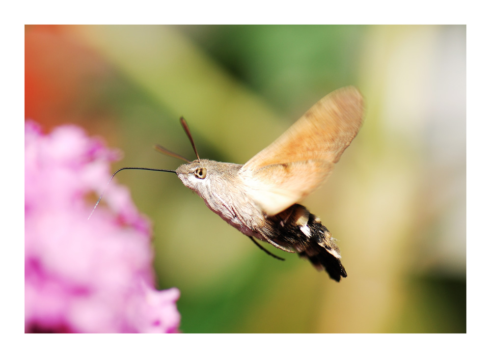 Kreuzung aus Kolibri und Falter :-)