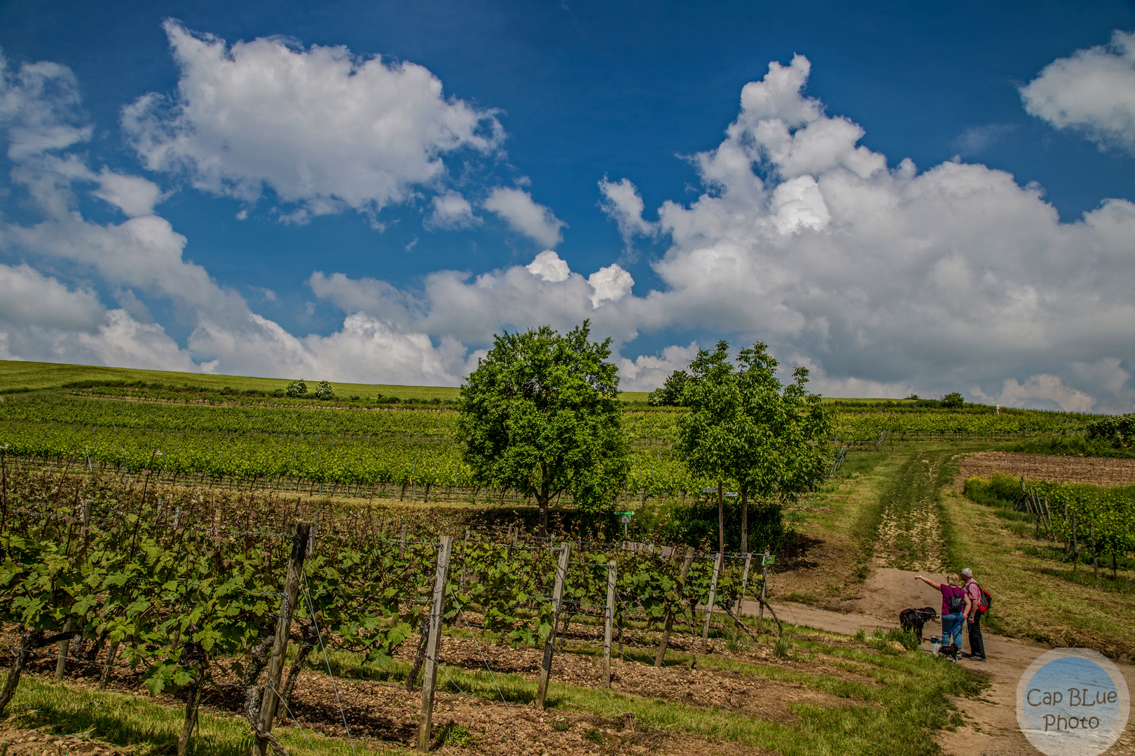 Kreuzung bei der Weinwanderung Sausenheimer Höllenpfad