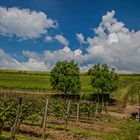 Kreuzung bei der Weinwanderung Sausenheimer Höllenpfad