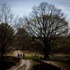 Kreuzung in der Lüneburger Heide