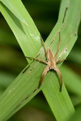 Kreuzung mit Listspinne (Pisaura mirabilis)