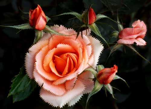 Kreuzung: Rose mit Fuchsschwanz