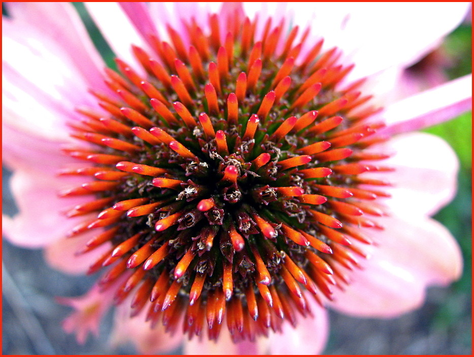 Kreuzung zwischen Blume und Igel?