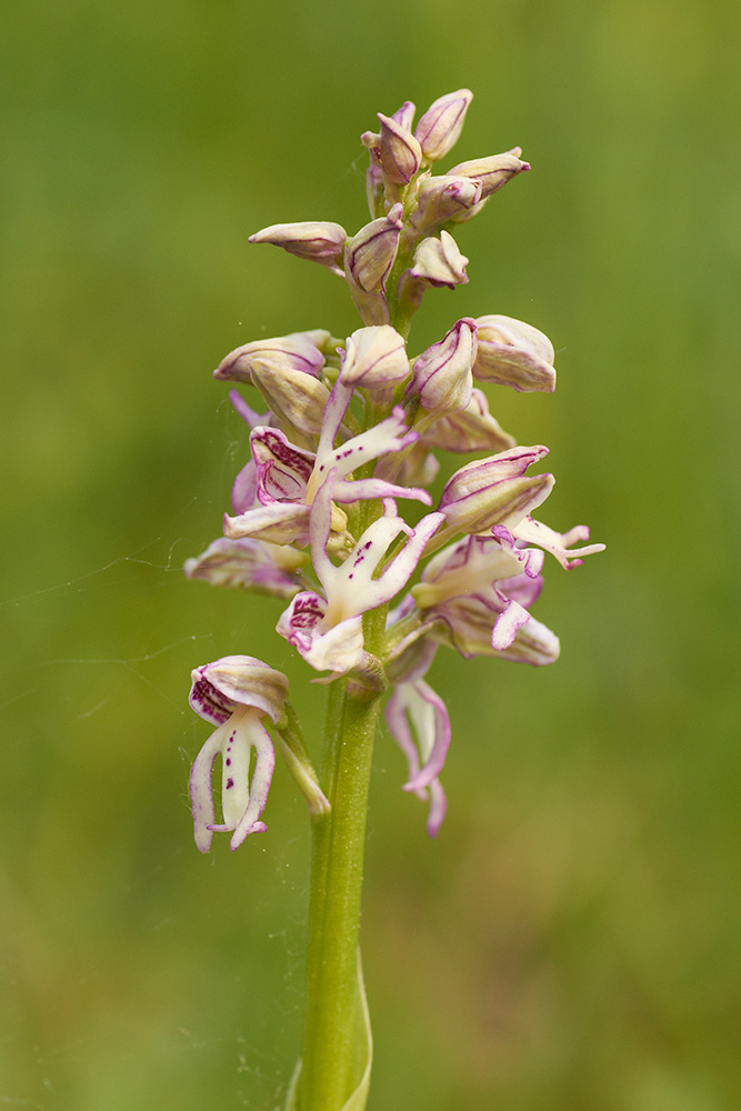 Kreuzung zwischen Helmknabenkraut und Puppenorchis