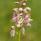 Kreuzung zwischen Helmknabenkraut und Puppenorchis