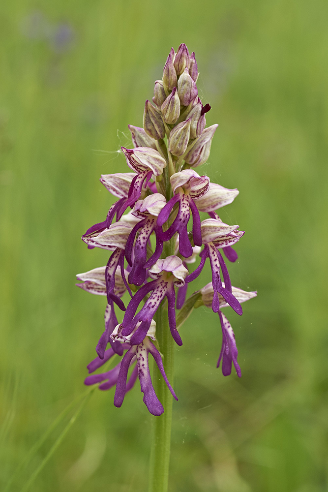 Kreuzung zwischen Orchis militaris und Aceras anthropophorum (Helmorchis +Puppenorchis)