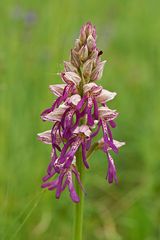 Kreuzung zwischen Orchis militaris und Aceras anthropophorum (Helmorchis +Puppenorchis)