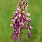 Kreuzung zwischen Orchis militaris und Aceras anthropophorum (Helmorchis +Puppenorchis)