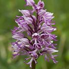 Kreuzung zwischen Orchis militaris und Orchis simia ( Helmorchis und Affenorchis)