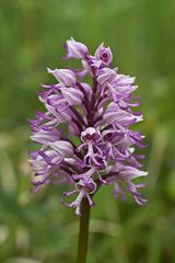 Kreuzung zwischen Orchis militaris und Orchis simia ( Helmorchis und Affenorchis)