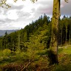 Kreuzweg Schwarzwald