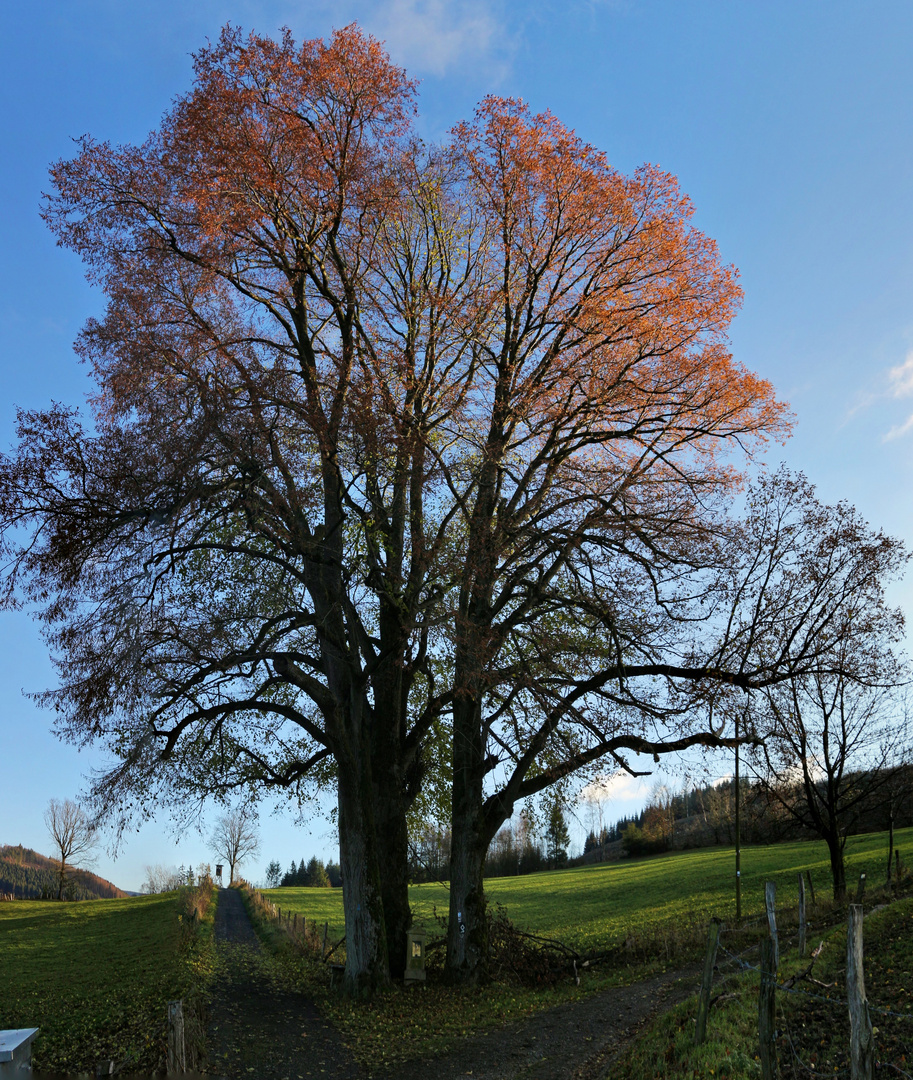 Kreuzwegstation bei Sundern-Allendorf (2021_11_22_9211_pano_ji)