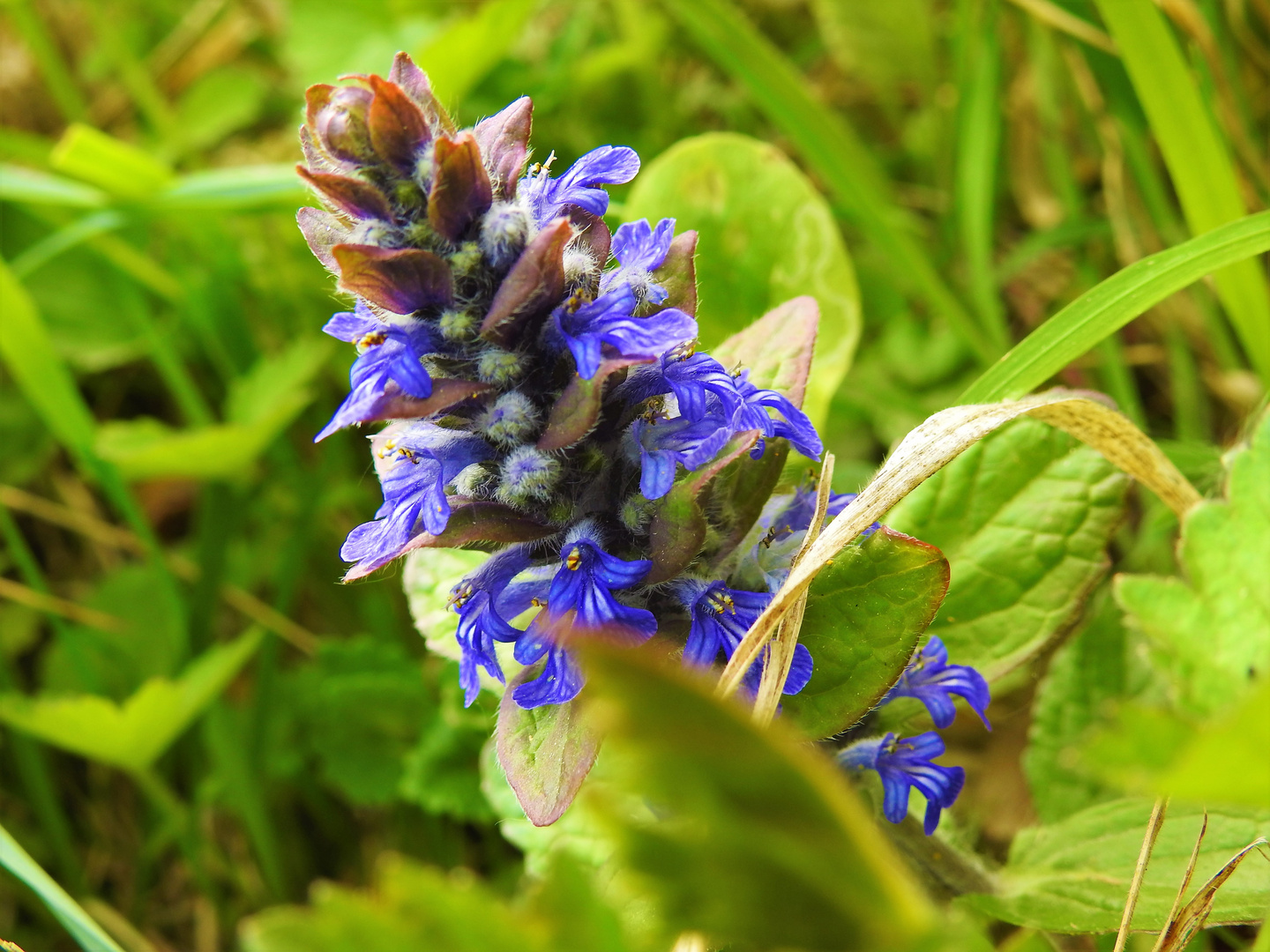 Krichender Grünsel (Ajuga repans)