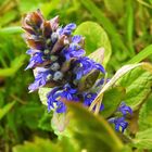 Krichender Grünsel (Ajuga repans)