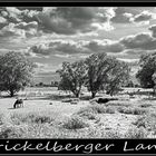 Krickelberger Land