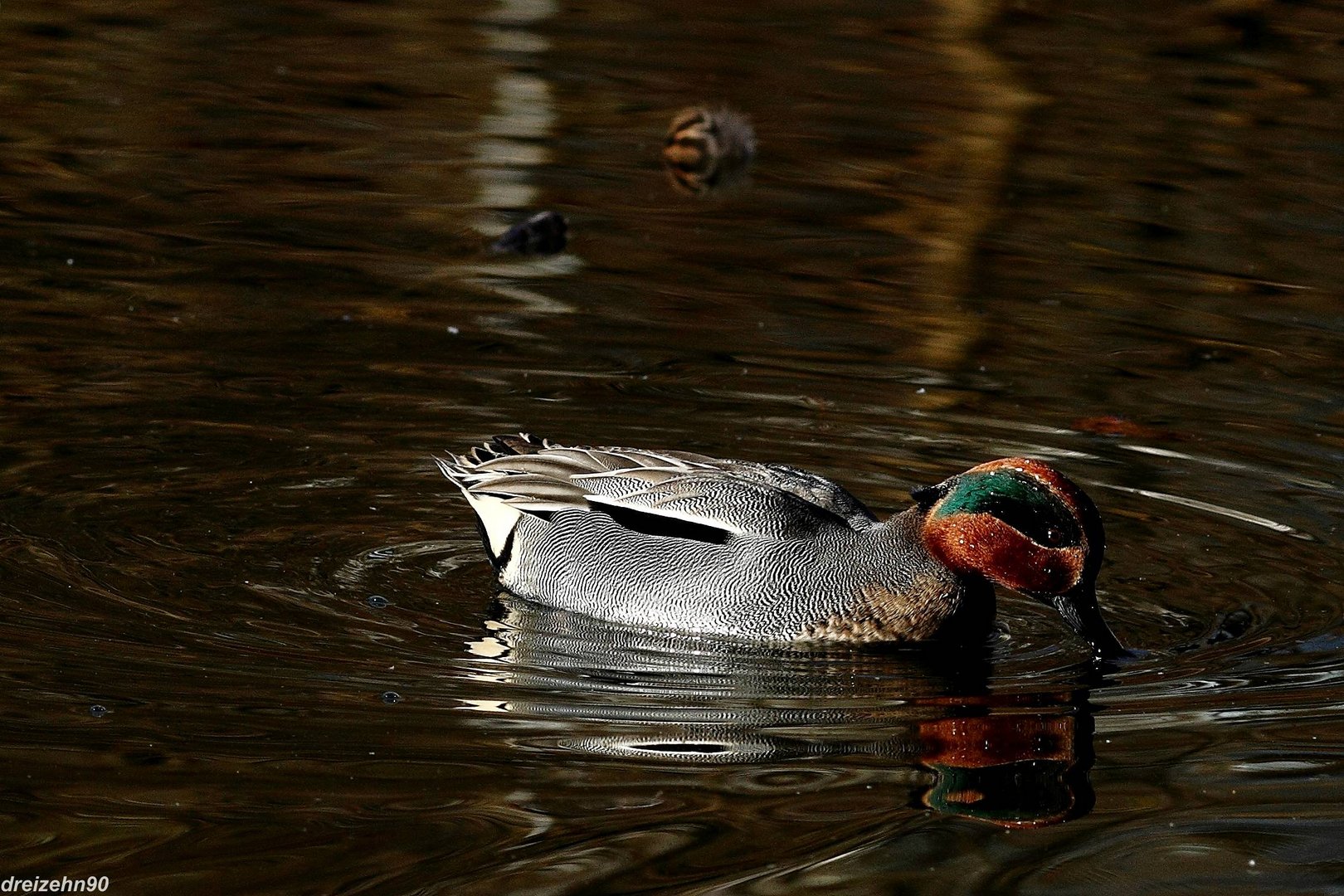 Krickente auf Teich