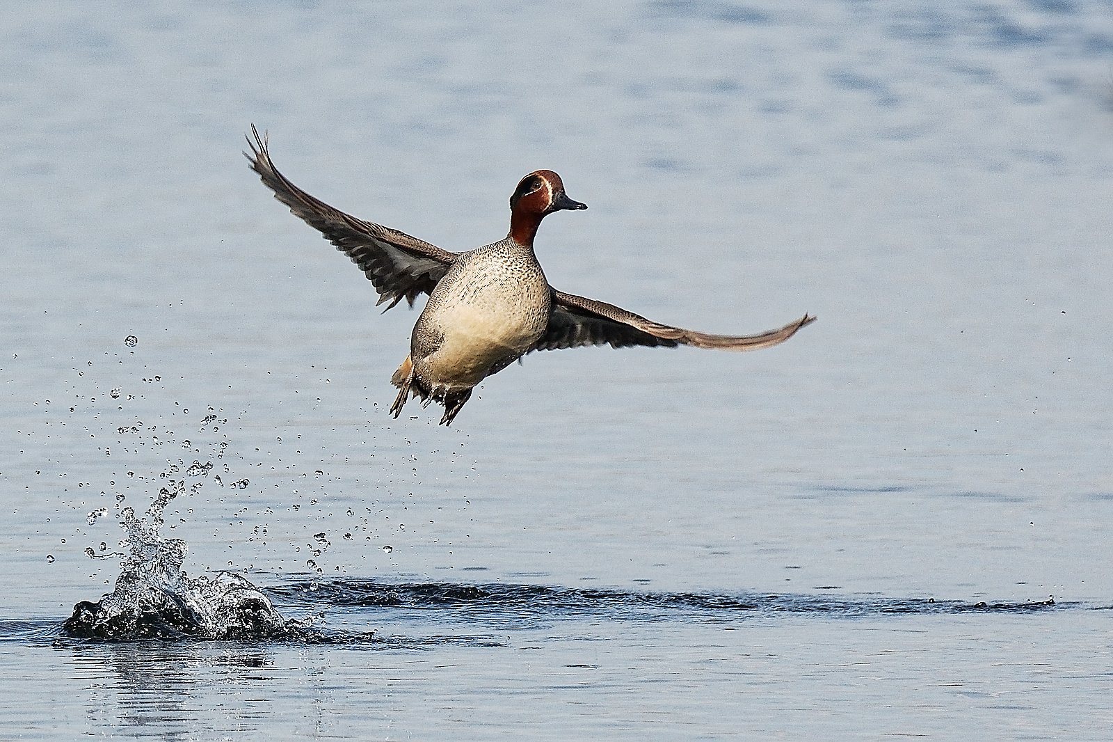 Krickente im Flug