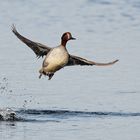 Krickente im Flug