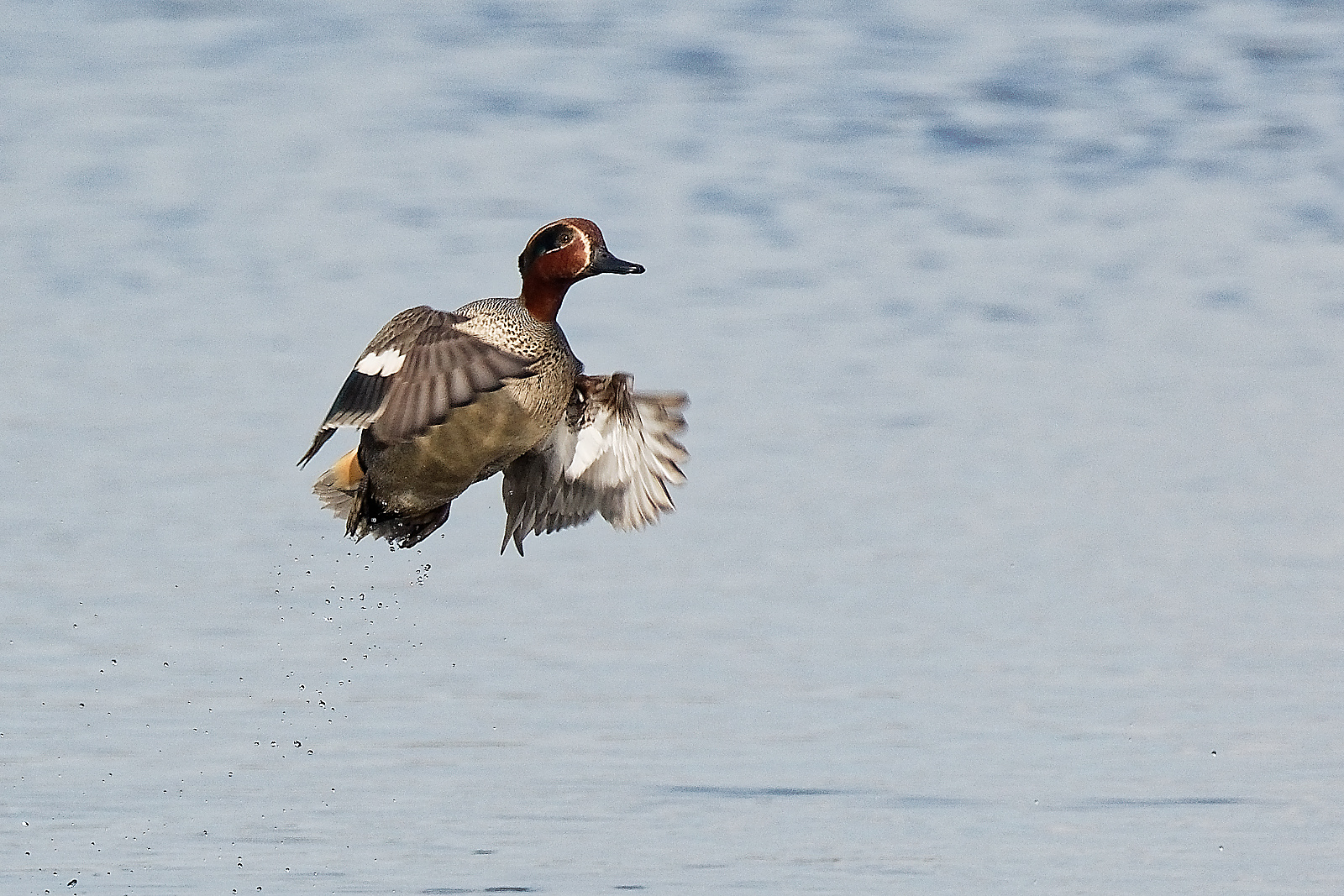 Krickente im Flug