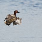 Krickente im Flug