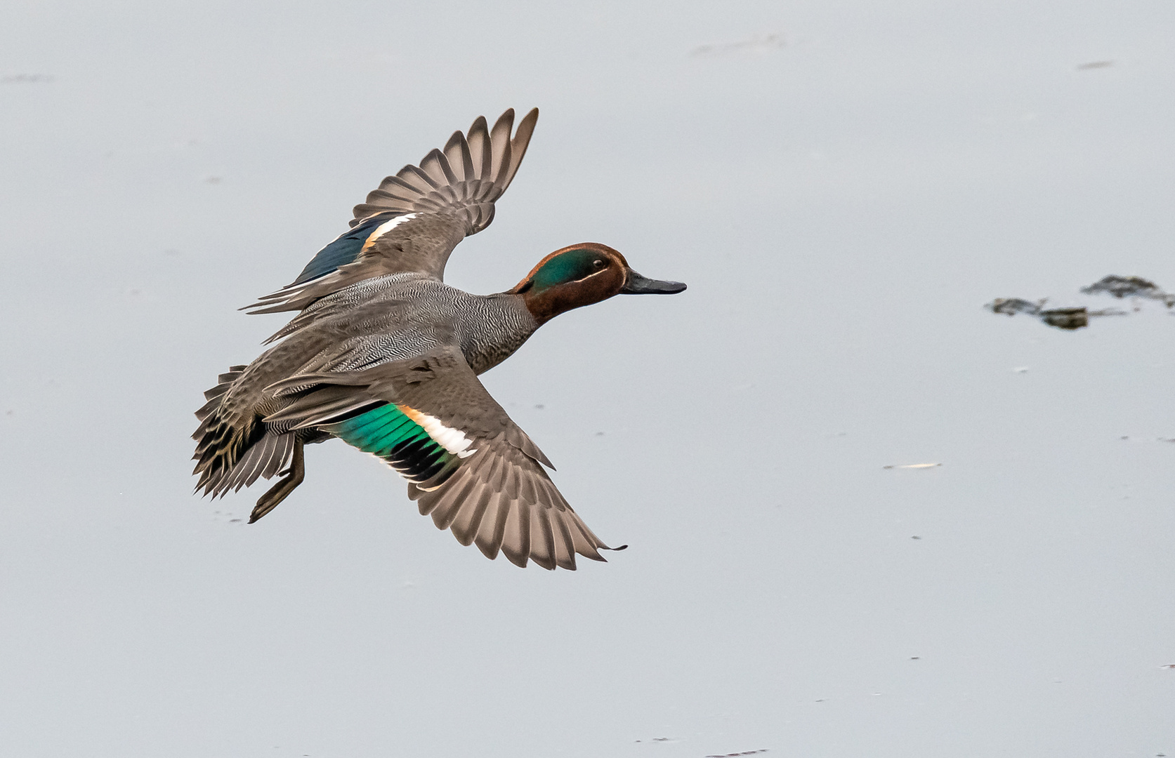 Krickente im Flug