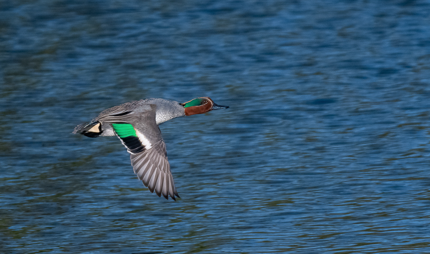 Krickente im Flug