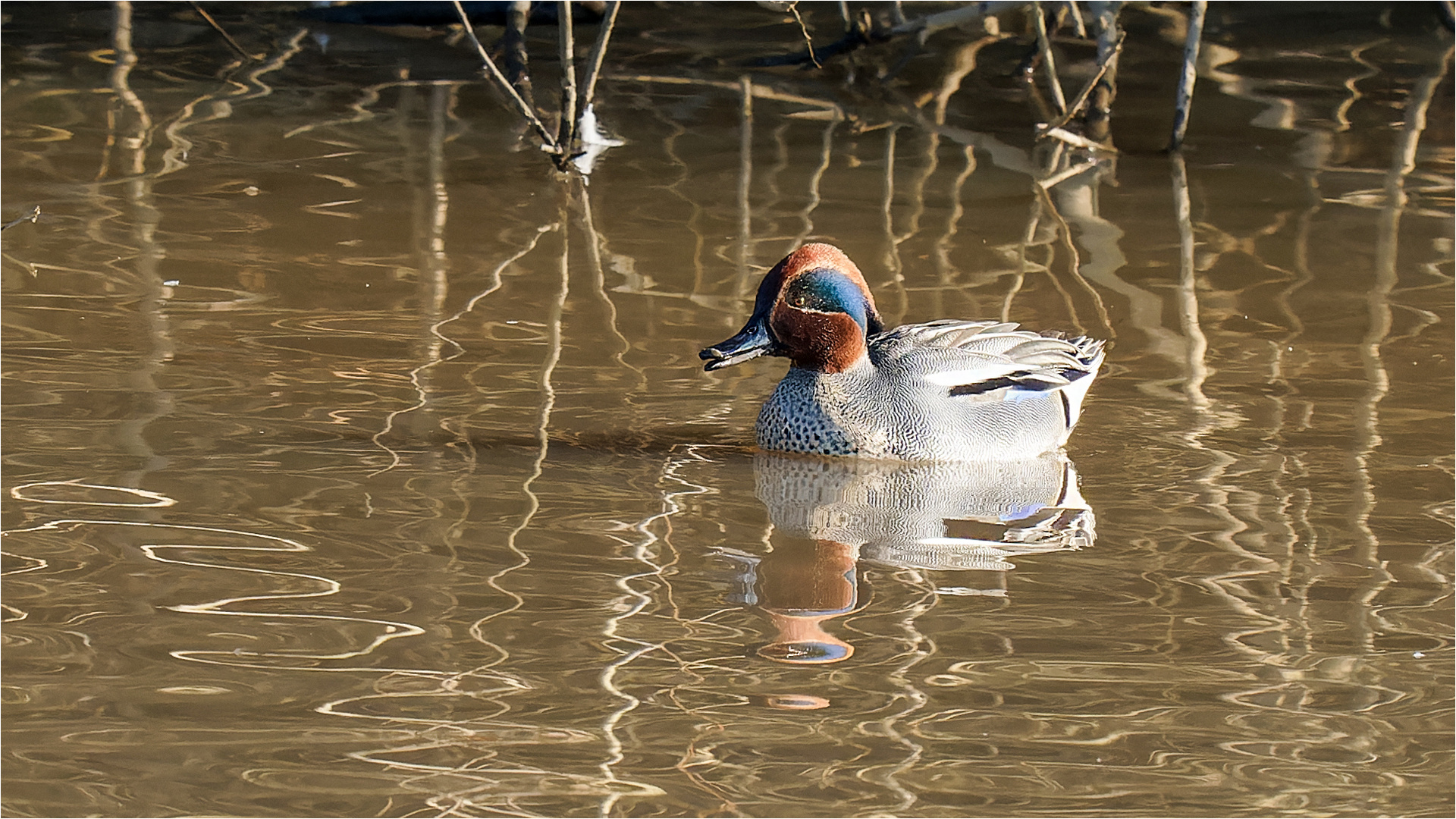 Krickente im "goldigen" Wasser  .....