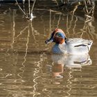 Krickente im "goldigen" Wasser  .....