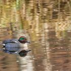  Krickente im Goldwasser