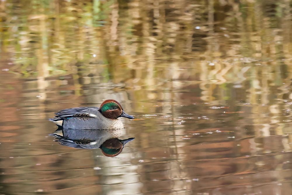  Krickente im Goldwasser